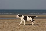 STAFFIE 247